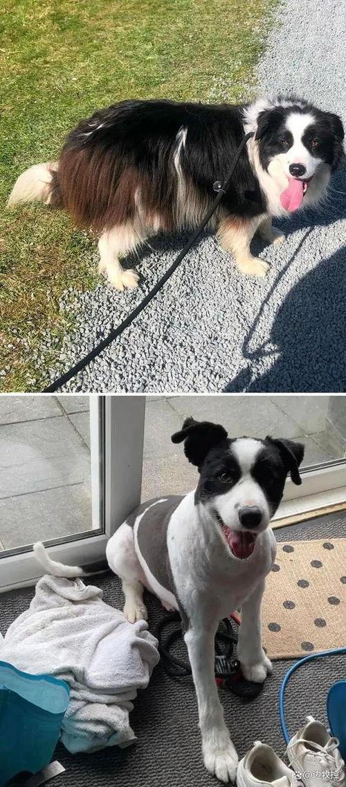 狗狗最新爆料视频大全图片,萌宠瞬间大盘点，笑料十足！  第1张